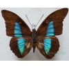 Prepona pylene eugenes Bates, 1865 Bolivia 87mm33k